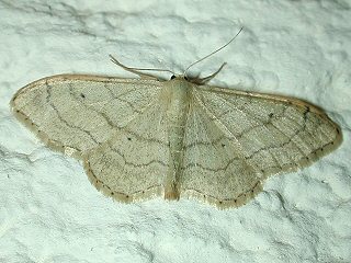 Dunkelbindiger Doppellinien-Zwergspanner Idaea aversata Riband Wave