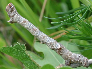 Raupe Pappel-Dickleibspanner Biston strataria Oak Beauty