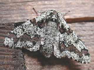 Pappel-Dickleibspanner Biston strataria Oak Beauty