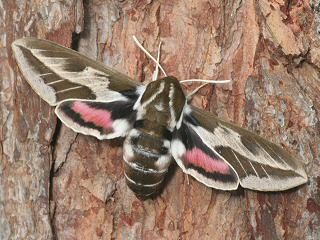 Kanaren-Wolfsmilchschwärmer Hyles tithymali Barbary Spurge Hawk-moth