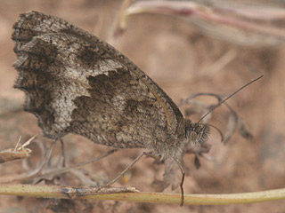 Mnnchen Pyronia cecilia Sdliches Ochsenauge Southern Gatekeeper