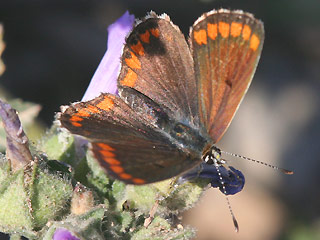 Aricia cramera Sdlicher Sonnenrschen-Bluling Southern Brown Argus