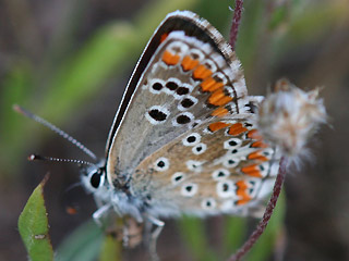 Aricia cramera Sdlicher Sonnenrschen-Bluling Southern Brown Argus