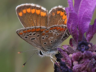 Aricia cramera Sdlicher Sonnenrschen-Bluling Southern Brown Argus