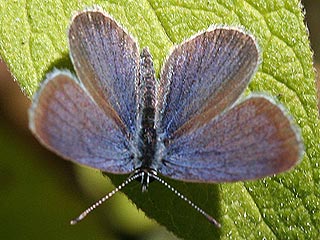 Männchen Cupido lorquinii Lorquin's Blue