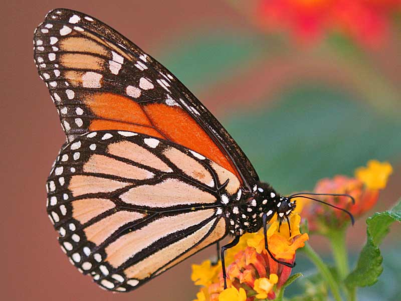 Monarch Danaus plexippus Milkweed