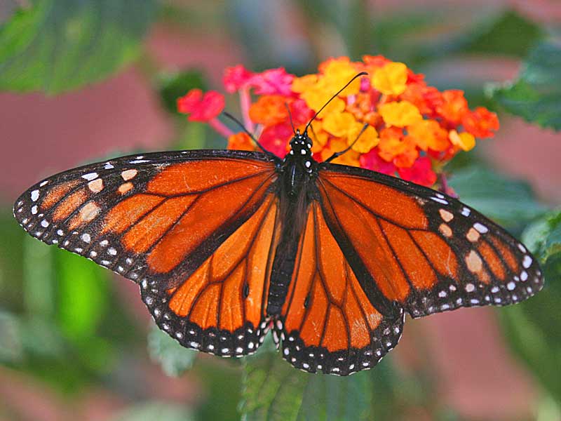 Monarch Danaus plexippus Milkweed