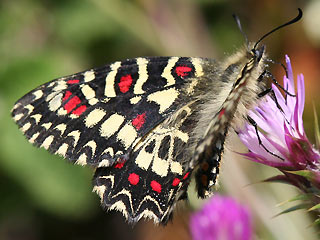 Spanischer Osterluzeifalter Zerynthia rumina Spanish Festoon 