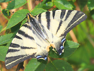Segelfalter Iphiclides podalirius Scarce Swallowtail 