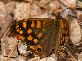 Waldbrettspiel Laubfalter Pararge aegeria Speckled Wood