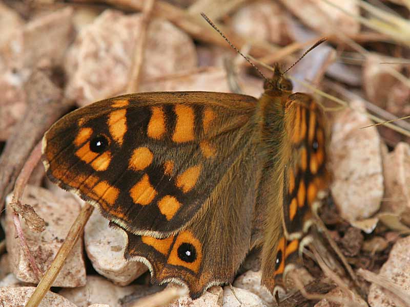 Waldbrettspiel Laubfalter Pararge aegeria Speckled Wood