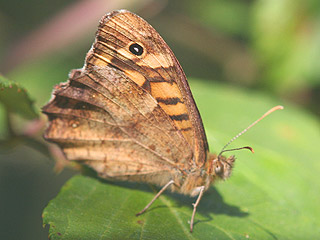 Waldbrettspiel Laubfalter Pararge aegeria Speckled Wood