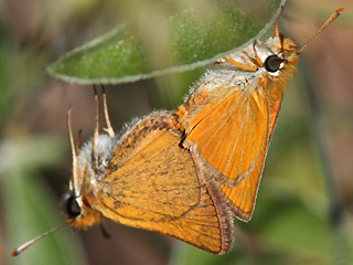 Paarung Mattscheckiger Braun-Dickkopffalter Thymelicus acteon Lulworth Skipper