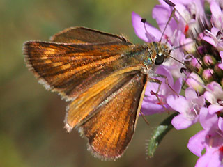 Weibchen Mattscheckiger Braun-Dickkopffalter Thymelicus acteon Lulworth Skipper