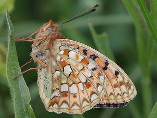 Mittlerer Perlmutterfalter Argynnis (Speyeria) niobe Niobe Fritillary