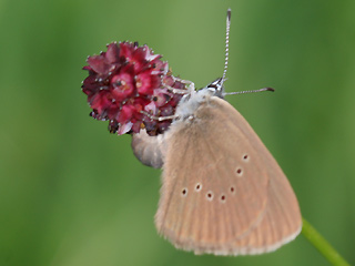 Dunkler Wiesenknopf-Ameisen-Blaeuling Glaucopsyche nausithous Maculinea Dusky Large Blue