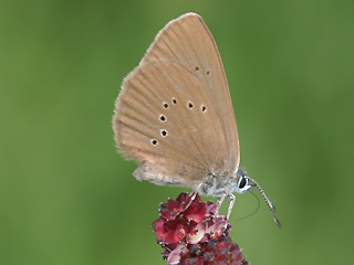 Dunkler Wiesenknopf-Ameisen-Blaeuling Glaucopsyche nausithous Maculinea Dusky Large Blue