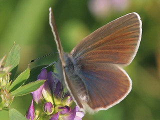 Weibchen Rotklee-Bläuling Violetter Wald-Bläuling Polyommatus semiargus Mazarine Blue