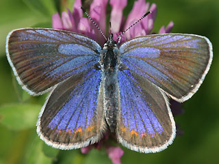 Kronwicken-Bluling Plebeius argyrognomon Reverdin's Blue