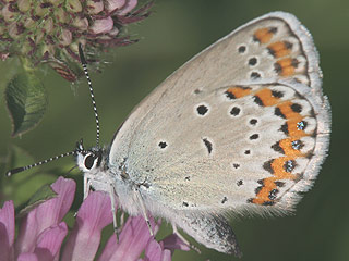 Kronwicken-Bluling Plebeius argyrognomon Reverdin's Blue