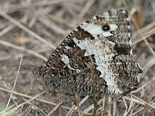 Weier Waldportier Brintesia ( Aulocera ) circe Great Banded Grayling