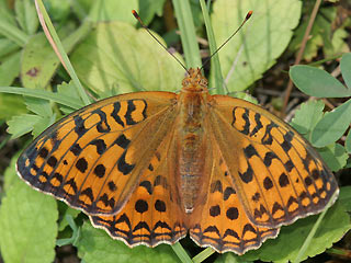 Weibchen Feuriger Perlmutterfalter Mrzveilchen-Perlmutterfalter Argynnis adippe Fabriciana  High Brown Fritillary