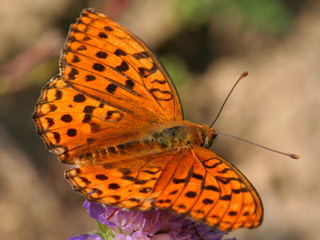 Mnnchen Feuriger Perlmutterfalter Mrzveilchen-Perlmutterfalter Argynnis adippe Fabriciana  High Brown Fritillary