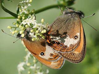 Paarung Weibindiges Wiesenvgelchen Coenonympha arcania Pearly Heath Perlgrasfalter