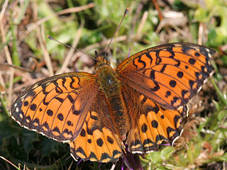 Groer Perlmutterfalter Argynnis (Speyeria) (Mesoacidalia) aglaja Dark Green Fritillary