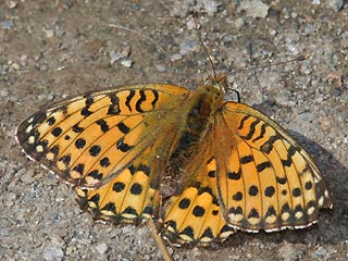 Groer Perlmutterfalter Argynnis (Speyeria) (Mesoacidalia) aglaja Dark Green Fritillary