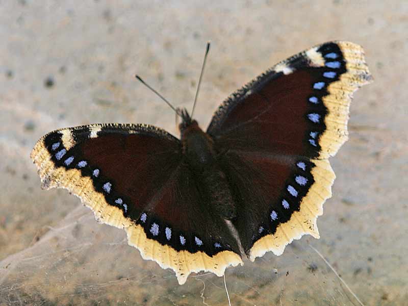 Trauermantel   Nymphalis antiopa   Camberwell Beauty