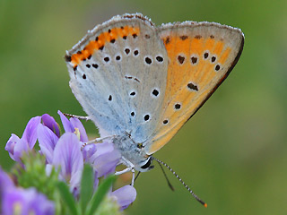 Unterseite Groer Feuerfalter Lycaena dispar Large Copper