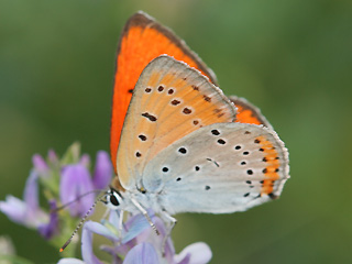 Mnnchen Groer Feuerfalter Lycaena dispar Large Copper