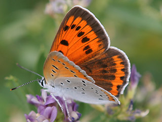 Weibchen Groer Feuerfalter Lycaena dispar Large Copper