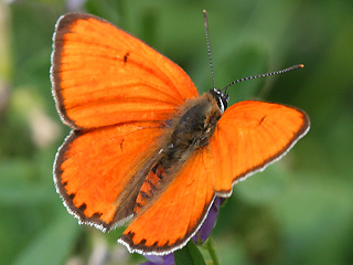 Mnnchen Groer Feuerfalter Lycaena dispar Large Copper