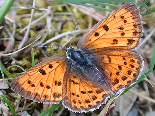 Violetter Feuerfalter Purple-Shot Copper Lycaena alciphron gordius