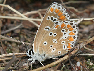 Kleiner Sonnenrschen-Bluling Aricia agestis Brown Argus 