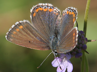 Weibchen Himmelblauer Bluling Polyommatus (Meleageria)(Lysandra) bellargus Adonis Blue Bluling