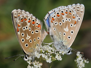 Paarung Himmelblauer Bluling Polyommatus (Meleageria)(Lysandra) bellargus Adonis Blue Bluling