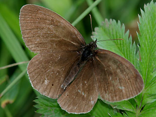 Schornsteinfeger   Aphantopus hyperantus   The Ringlet (17966 Byte)