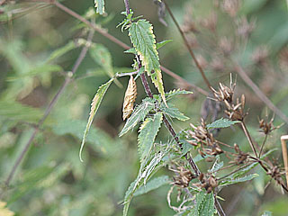Puppe Tagpfauenauge Inachis io Peacock