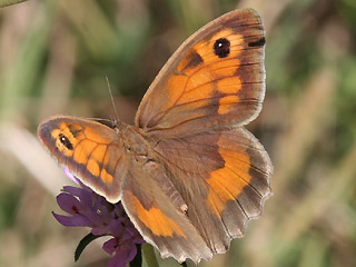 Weibchen Groes Ochsenauge Maniola jurtina Meadow Brown Teneriffa Fuerteventura Gran Canaria Lanzarote La Palma La Gomera El Hierro