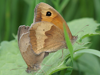 Paarung Grosses Ochsenauge Maniola jurtina Meadow Brown (4232 Byte)