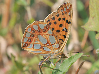 Kleiner (Silbriger) Perlmutterfalter   Issoria lathonia   Queen of Spain Fritillary