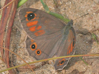 Braunauge Lasiommata maera Large Wall Brown Rispenfalter Kuhauge