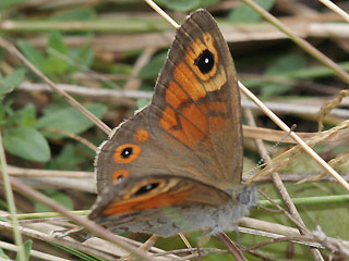 Braunauge Lasiommata maera Large Wall Brown Rispenfalter Kuhauge