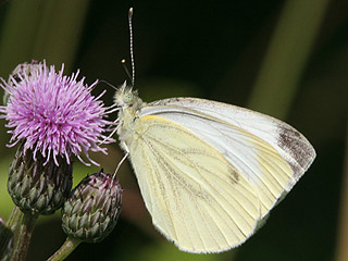 Weibchen Rapsweiling Pieris napi Green-veined White