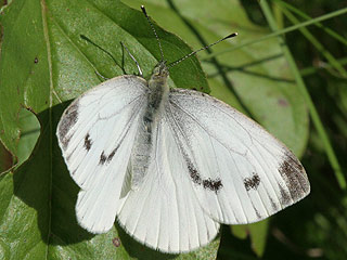 Weibchen Rapsweiling Pieris napi Green-veined White