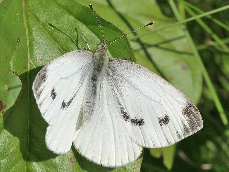 Grnader-Weiling Rapsweiling   Pieris napi   Green-veined White