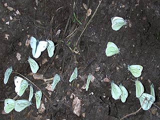 Ansammlung Rapsweiling Pieris napi Green-veined White